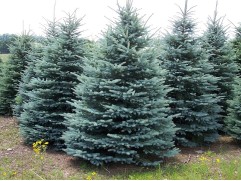 Ель колючая 