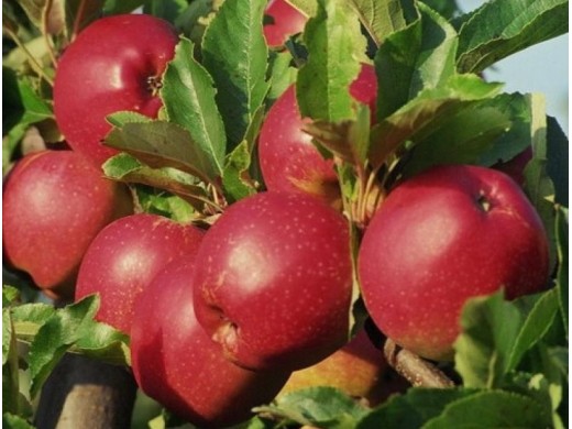 Яблоня Яблоня