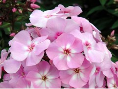 Флокс метельчатый 