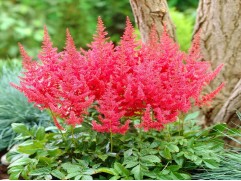 Астильба Арендса 