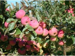 Яблоня 