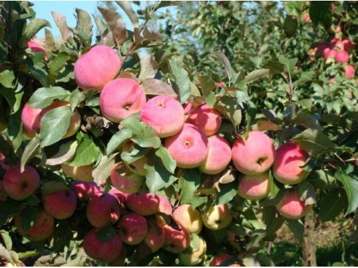 Яблоня Яблоня