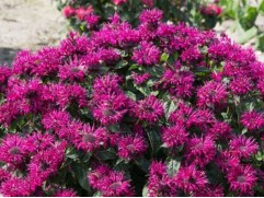 Монарда гибридная Монарда гибридная