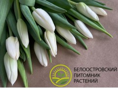 Тюльпан сорт 