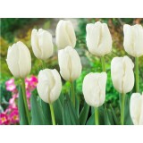 Тюльпан сорт "Snowboard"