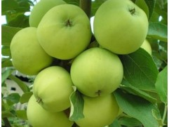 Яблоня 