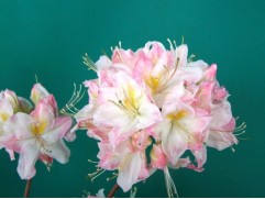 Рододендрон листопадный (азалия) 