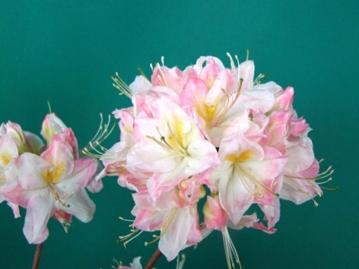 Рододендрон листопадный (азалия) Рододендрон листопадный (азалия)