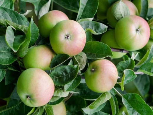 Яблоня Яблоня
