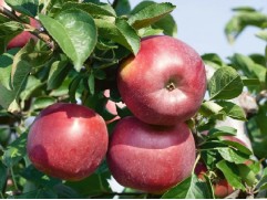 Яблоня 