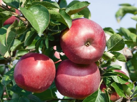 Яблоня Яблоня