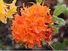 Рододендрон листопадный 