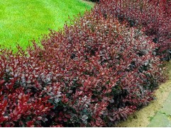 Барбарис Тунберга 