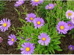 Астра альпийская 