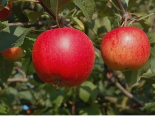 Яблоня Яблоня