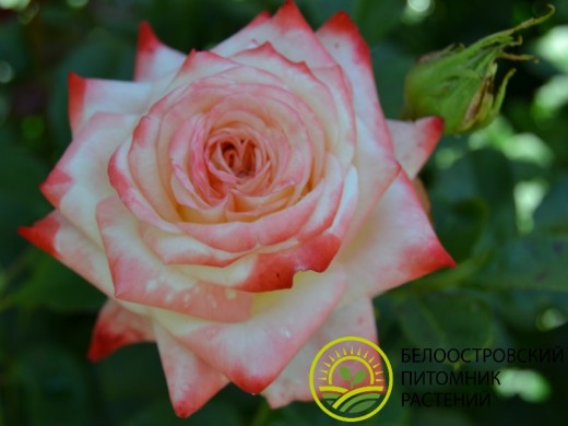 Роза чайно-гибридная Роза чайно-гибридная