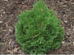 Туя складчатая 