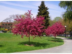 Яблоня декоративная 