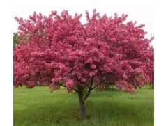 Яблоня декоративная 