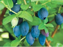 Жимолость Жимолость