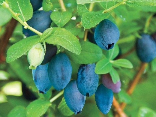 Жимолость Жимолость