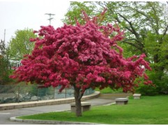 Яблоня декоративная 