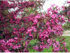 Яблоня декоративная 