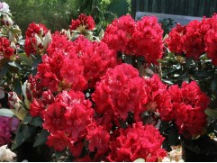 Рододендрон гибридный 