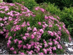 Спирея японская Спирея японская