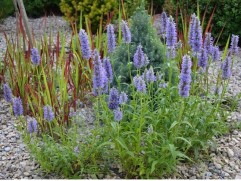 Котовник жилковатый 