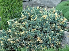 Можжевельник чешуйчатый Можжевельник чешуйчатый