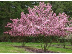 Яблоня декоративная 