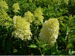 Гортензия метельчатая Гортензия метельчатая