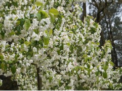 Яблоня декоративная 