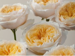 Роза чайно-гибридная 