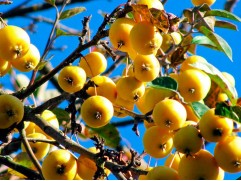 Яблоня декоративная Яблоня декоративная