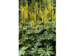 Бузульник Пржевальского (Контейнер 1,5л.)