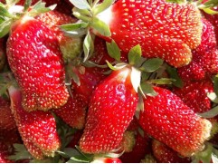 Земляника крупноплодная 