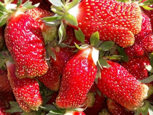 Земляника крупноплодная Земляника крупноплодная