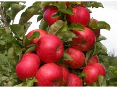 Яблоня колоновидная 