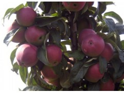 Яблоня колоновидная 