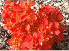 Барбарис Тунберга Барбарис Тунберга