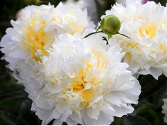 Пион молочноцветковый 