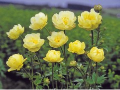 Купальница гибридная 