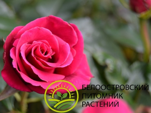 Роза чайно-гибридная Роза чайно-гибридная