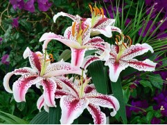 Лилия восточная Лилия восточная