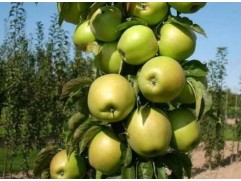 Яблоня колоновидная 