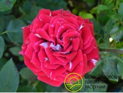 Роза чайно-гибридная 
