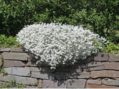 Ясколка войлочная 