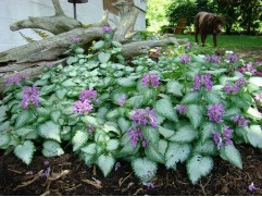 Яснотка пятнистая 